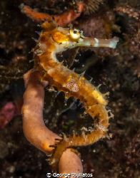 Spiky Seahorse!!! by George Touliatos 